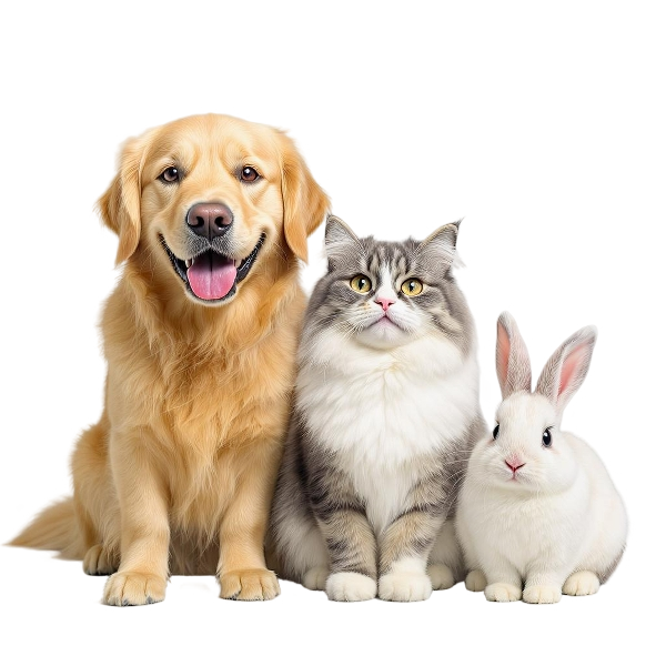 animals